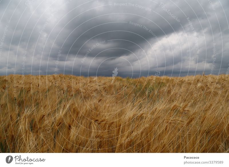 Reduced to sky and cornfield. Landscape - the horizon is in the center of the image. A storm is approaching. The brown, ripe ears of grain bob in the wind.