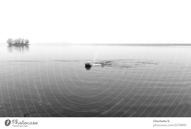 Seal | Swimming dog in the lake. Small island in the background. Bad weather. Winter Dog Lake Island tranquillity Horizon Black & white photo Swimming & Bathing