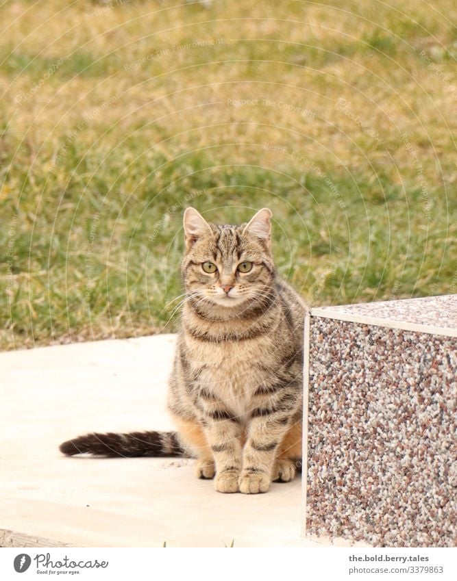 cat Beautiful weather Pet Cat 1 Animal Observe Sit Brown Green Tabby cat Colour photo Subdued colour Exterior shot Deserted Copy Space top Day Light