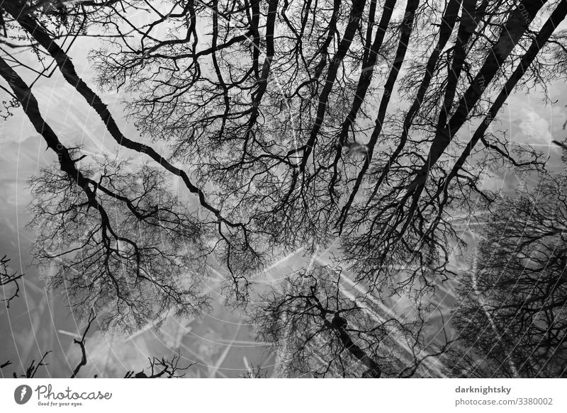Quercus robur oaks are reflected in a body of water with blades of grass in the bog Nature Forest Winter Environment Exterior shot grasses reflection