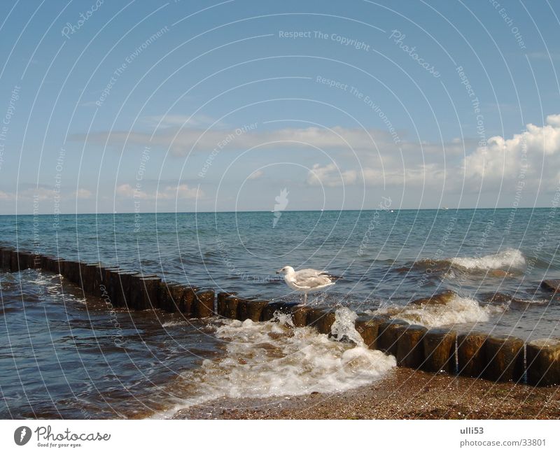 seagull on stage Baltic Sea Beach Wind Waves Water Ocean Wind speed Break water Foam foaming sea
