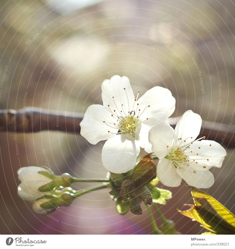 sakura Animal Plant Leaf Blossom Agricultural crop Fragrance Small Green White Cherry blossom Cherry tree Spring Blossoming Branch Pollen Blossom leave