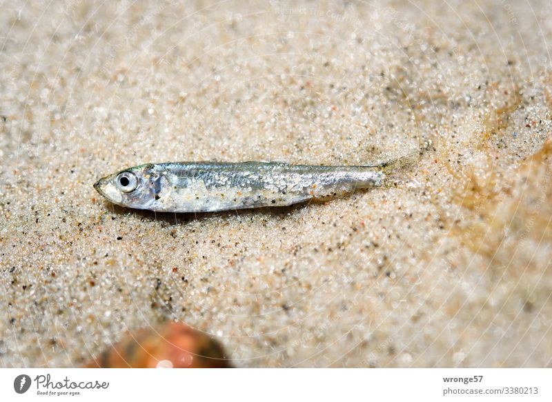 Small fish lies on the sandy beach Fish Beach Sand dead Dry Flotsam and jetsam Exterior shot Deserted Colour photo Coast Ocean Washed up Close-up Lie Nature