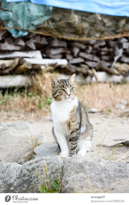 Grey pied cat on the beach Animal Pet Cat Wait Curiosity Brown Gray Sit Observe Colour photo Subdued colour Exterior shot Deserted Day Shallow depth of field