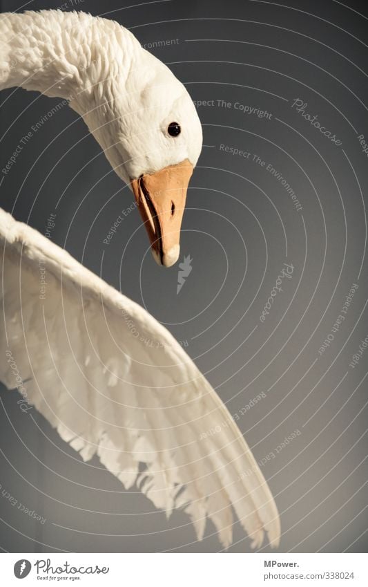 feathered Animal Wild animal Bird Swan Fly 1 To fall Flying Feather Beak Landing Duck Colour photo Interior shot Close-up Deserted Copy Space right