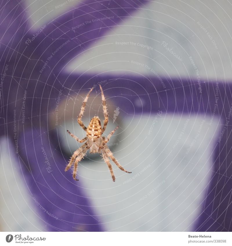 Ick gloob ick spider / you can cross me once Nature Animal Spider 1 Work and employment Aggression Threat Disgust Brown Gray Violet Emotions Fear Esthetic