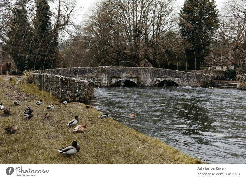 Ancient stone bridge and river with ducks in shore park water nature travel architecture ancient old united kingdom coast pond bird vacation tranquil rural