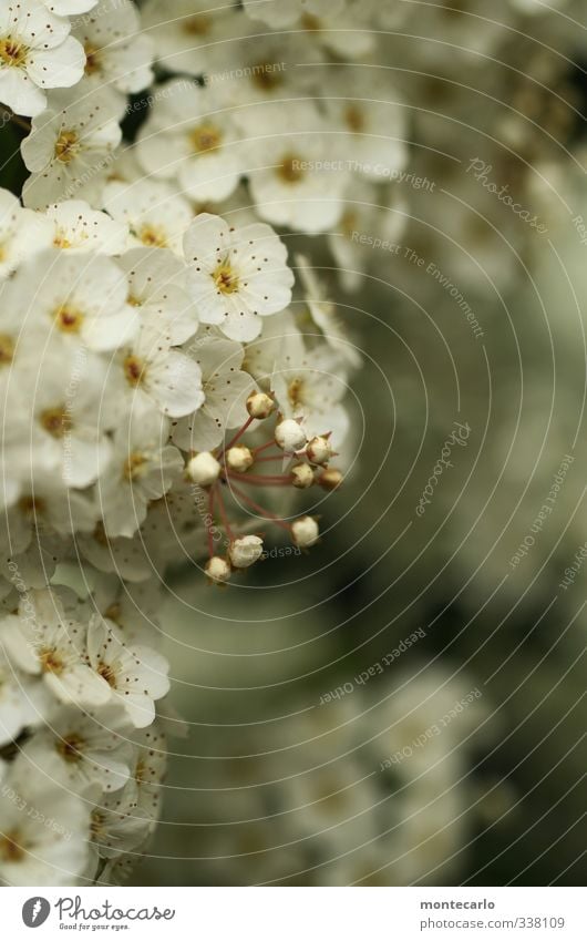 There was spring too.... Environment Nature Plant Spring Leaf Blossom Foliage plant Wild plant Bushes Fragrance Thin Authentic Fresh Small Natural White