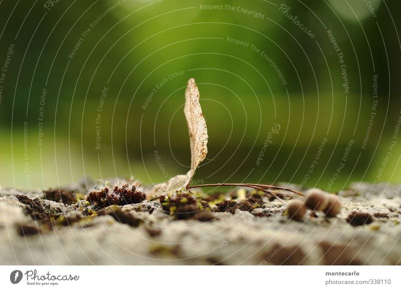 in the green Environment Nature Plant Spring Leaf Foliage plant Wild plant Old Thin Authentic Simple Fresh Small Near Natural Gloomy Dry Soft Brown Green