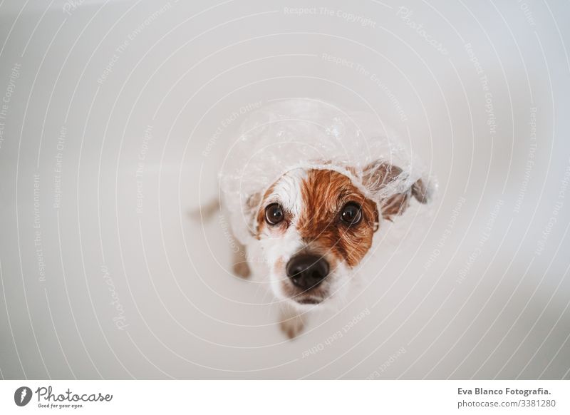cute lovely small dog wet in bathtub, clean dog with funny shower cap on head. Pets indoors shower cup jack russell home brown animal bathroom soap background