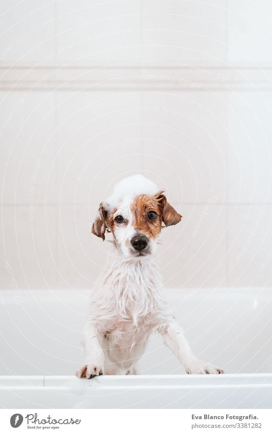 cute lovely small dog wet in bathtub, clean dog with funny foam soap on head. Pets indoors jack russell shower home brown animal bathroom background purebred