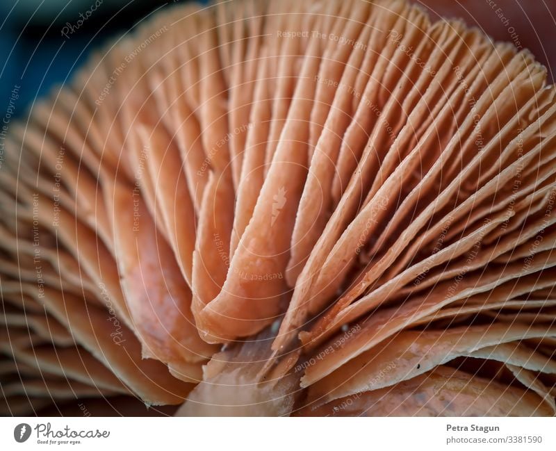Environment Nature Plant Animal Autumn Forest Observe Lamella Disk Mushroom Mushroom cap Brown Structures and shapes Love of nature Mycobiont Colour photo