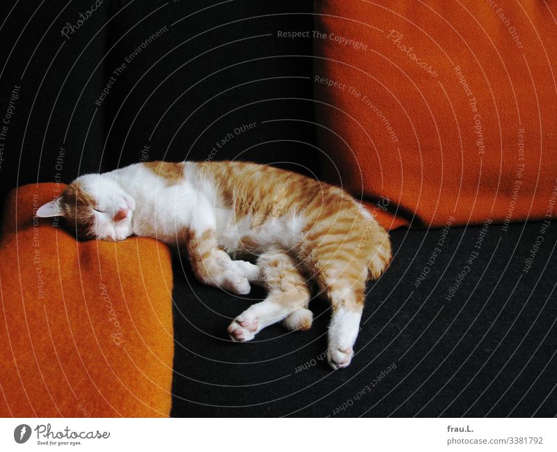 As always Living or residing Flat (apartment) Sofa Living room Animal Pet Cat 1 To enjoy Sleep Dream Beautiful Orange Black White hangover Blanket Cushion