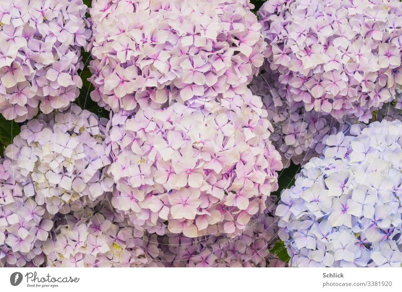 Background image flowers hydrangeas in pink and light blue Background picture Hydrangea blossom Pastel tone pastel shades light pink blossoms full-frame image