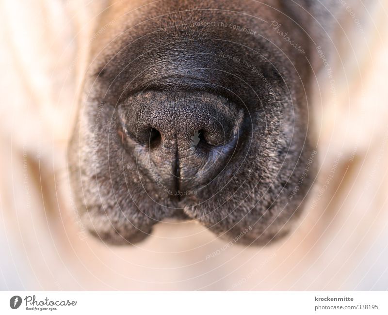 snout Animal Pet Dog Animal face 1 Brown Black Acceptance Snout Nostril Hair and hairstyles Pelt Wet Love of animals Damp Perspire Wrinkles Obedient Breathe