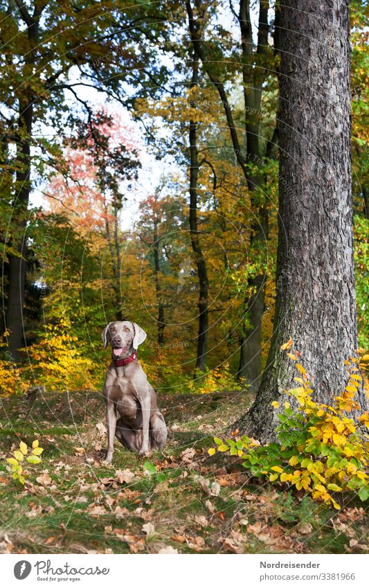 Weimaraner hunting dog in the colourful autumn forest Hunting Dog Hound dog breeding Animal Autumn Park youthful pointer dog therapy dog Forest clearing