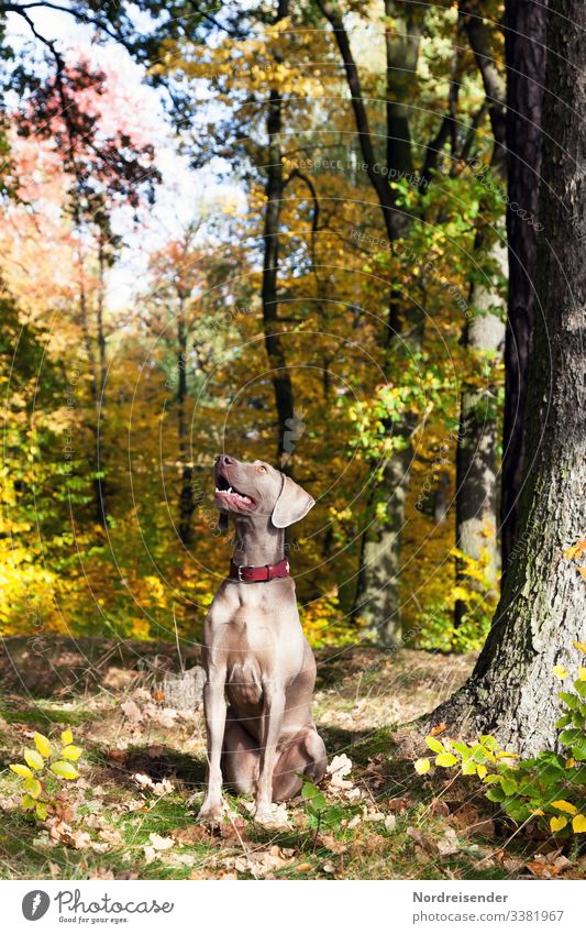 Weimaraner hunting dog in autumn forest breed outdoor Nature Landscape animal portrait call tree sunshine Freedom rural Noble boyfriend loyalty fun Joy Playing