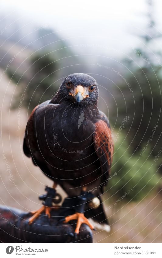 Desert Buzzard, Harris's Hawk, on the hand of a falconer Desert Hawk Falconer staining hunt Hunting hunting Bird of prey bird of prey feathers claw glove Nature