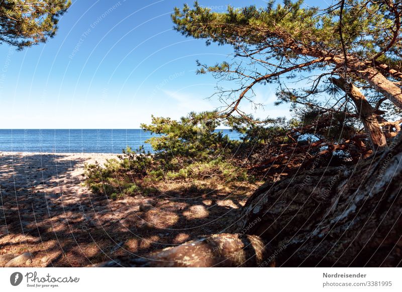 Baltic Sea beach on Öland in Sweden Calm Vacation & Travel Tourism Far-off places Freedom Camping Summer vacation Sun Beach Ocean Island Nature Landscape Sand