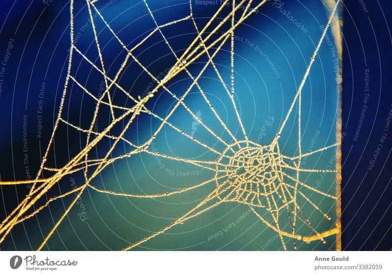 Abstract - spider web Spider's web abstract autumn drops of water rope Nature macro morning blue