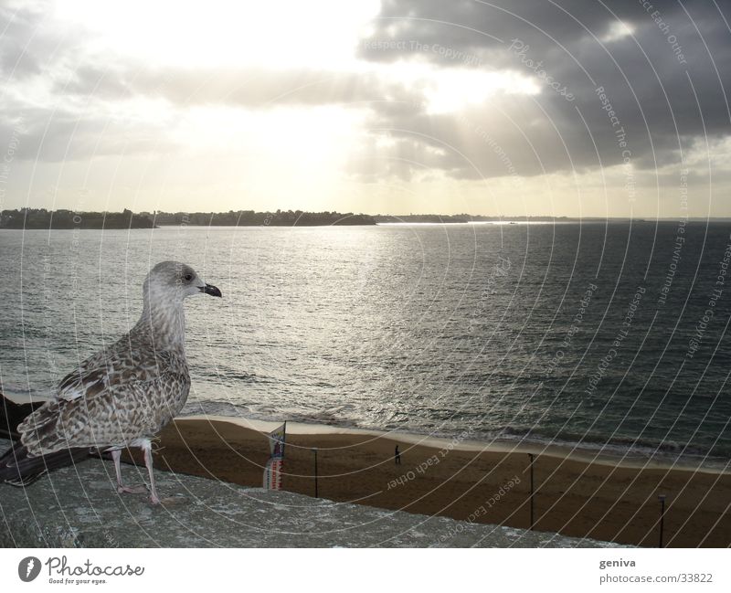 seagull magic Seagull Sun France Clouds Transport Staint-Malo