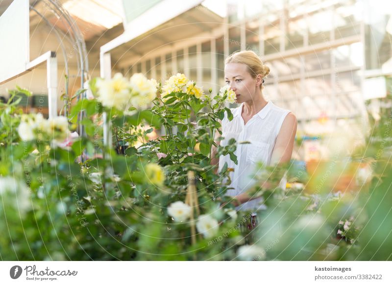 Beautiful female customer holding and smelling blooming yellow potted roses in greenhouse. flower buy shop business garden happy gardener horticulture store