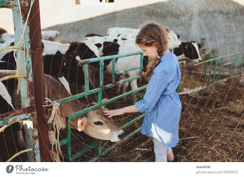kid girl feeding calf on cow farm. Countryside, rural living, agriculture concept child nature cattle outdoor countryside summer farming pasture dairy livestock