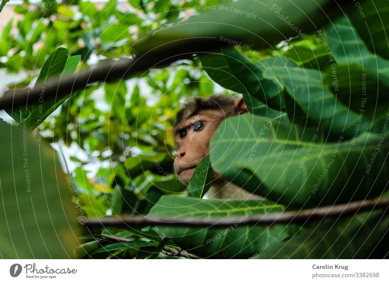 Observing monkey with fixed gaze Hiding place Hide observation Observe eyes Green Shower Jungle Curiosity Mysterious India Surprise branches Nature Looking