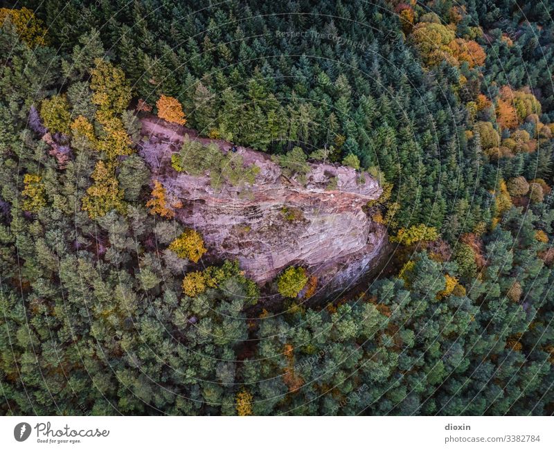 Gigantic rock formation surrounded by Central European mixed forest Forest trees Rock Sandstone Nature Landscape Exterior shot Mountains & Mountain Highlands