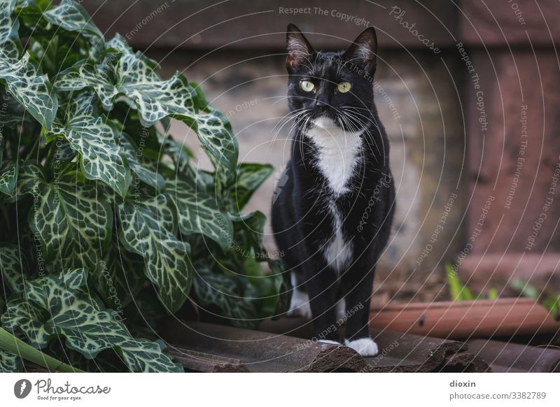 Most beautiful Tuxedo cat in the world, standing on old roof tiles in the garden Cat Garden Pelt Plant Nature Exterior shot Exceptional Beautiful cat face