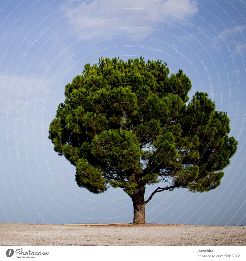 A tree on Crete Tree Calabrian pine Coniferous trees Jawbone Treetop Individual on one's own Mediterranean Mediterranean sea Green needles Splendid Large
