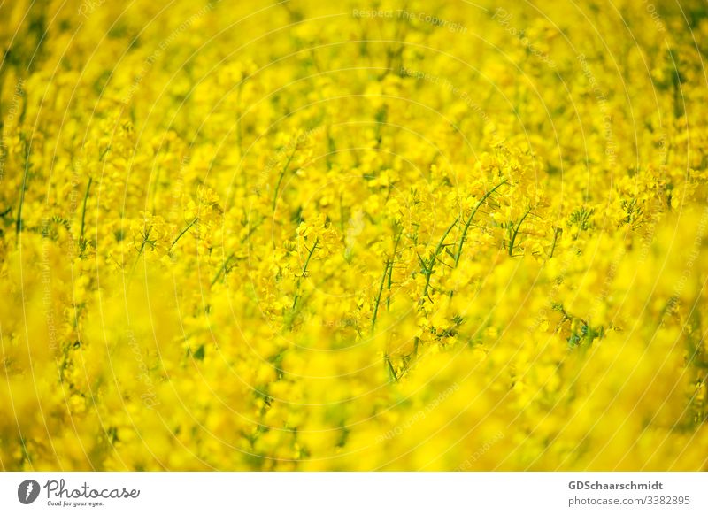 Rape flowers Canola Cooking oil Oilseed rape flower Blossom Farmer Agriculture Canola field Yellow Spring Summer May Nature Colour photo Field Harvest