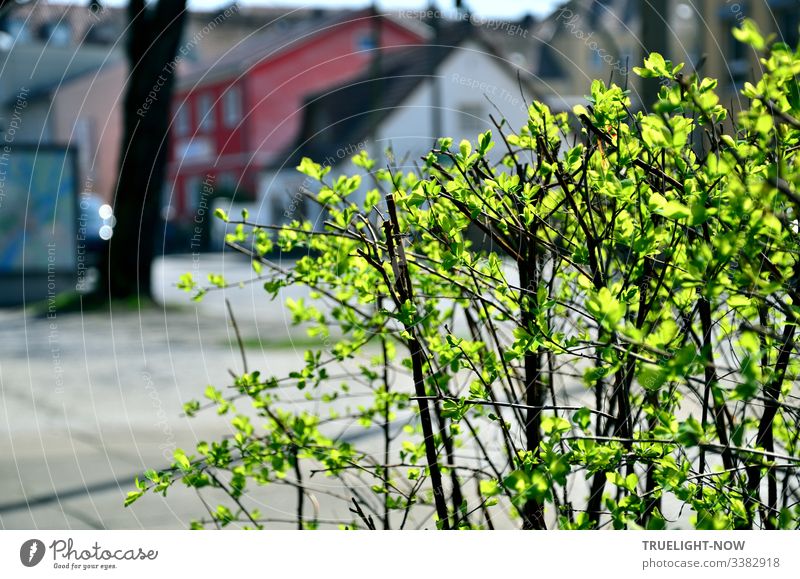 Small shrub with fresh green leaves glowing in the sunlight on a suburban street with houses in the background Spring Green Roadside sunshine Illuminate