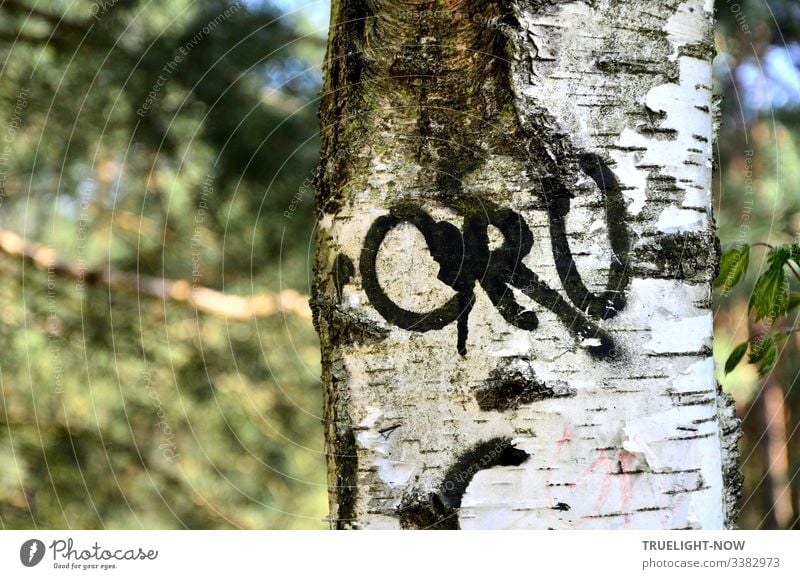Trunk of a birch tree (partial view) with thick black letters in front of a blurred forest background Environment Nature Forest Tree Birch tree trunk Graffiti