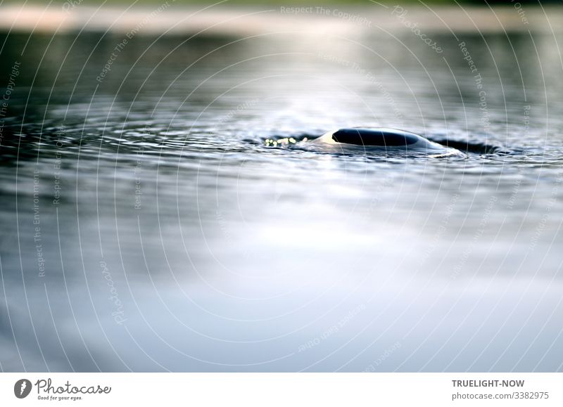 Water surface of a lake with a horizontal, bright shore line in the blurred background and a submerged water bird, circular waves around it. Bird's-eye view
