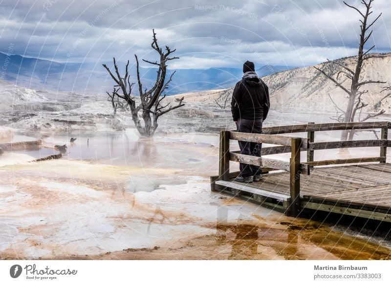 Male tourist enjoying the view on the Mammoth Hot Spring, Yellowstone National Park man one person tourism dead tree landscape mammoth hot springs wilderness