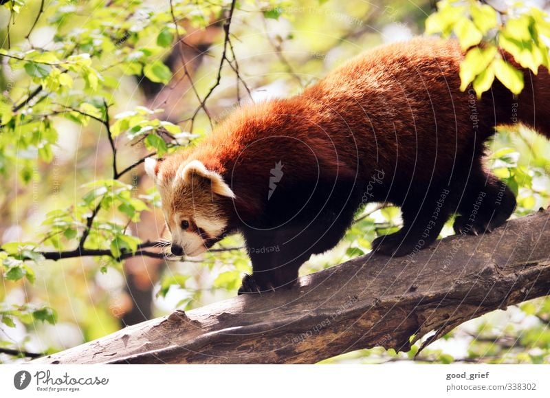 red panda Environment Nature Landscape Plant Animal Elements Climate Garden Park Forest Virgin forest Red Panda Bear Nose Tree trunk Branch Leaf