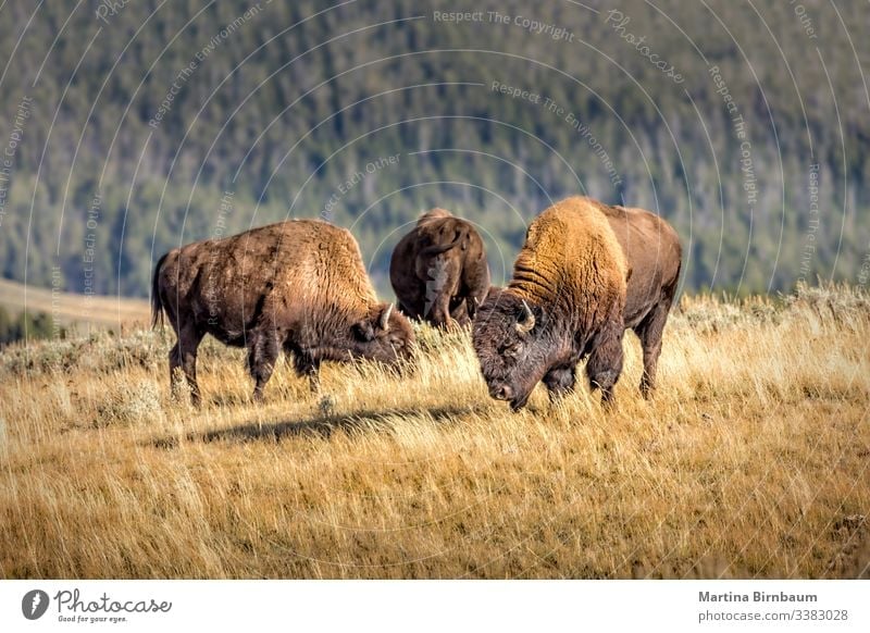 Herd of wild bisons, Yellowstone National Park animal yellowstone wyoming buffalo nature wildlife park national mammal usa male bull prairie brown west america