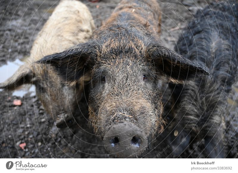 Organic wool pig Wool pig Ecological organic Farm Agriculture Biological Animal organic product Exterior shot Natural Deserted Nature Dirty view in camera