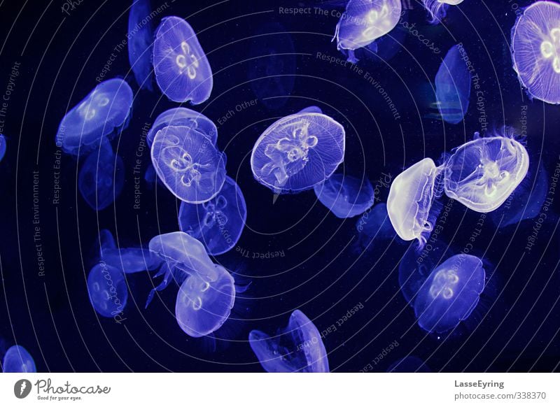 jelly fish Animal Jellyfish Group of animals Flock Pack Serene Calm Purity Contentment Movement Elegant Ease Nature Wellness Earth Esthetic Majestic Aquarium