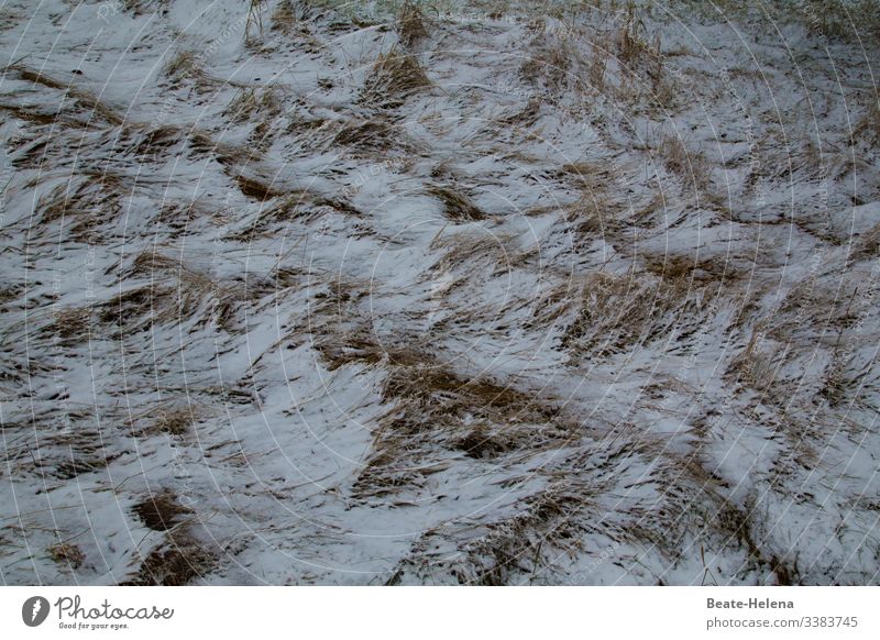 Winter defeats spring Snow Grass cold snap chill April weather Frost Cold Weather Nature winter cold Spring competition winner Loser Seasons change of seasons