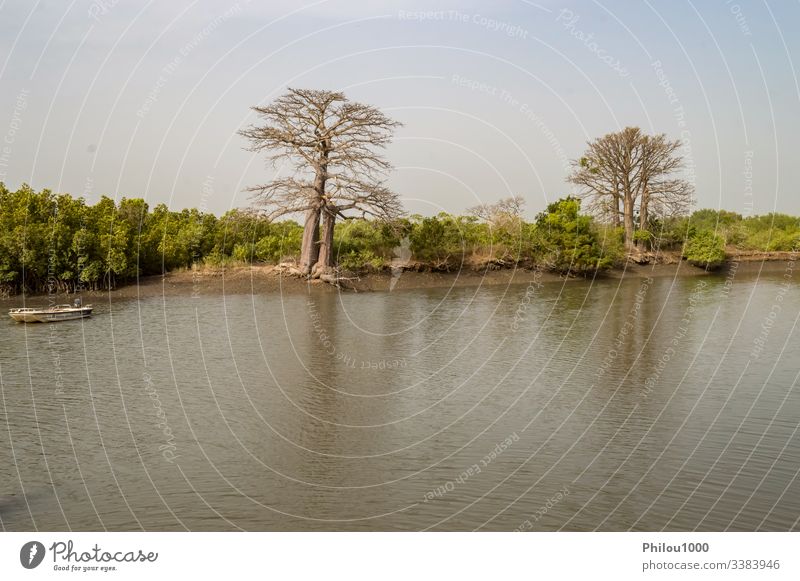 Mangrove area with baobabs Gambia baobab tree beauty in nature color image forest horizontal house idyllic landscape - scenery mangrove forest mangrove habitat