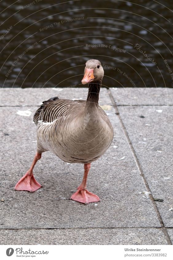 Greylag goose makes dance step Goose waterfowl Gray lag goose birds Animal Anser anser field goose feathered webbed membranes bank Water Dance