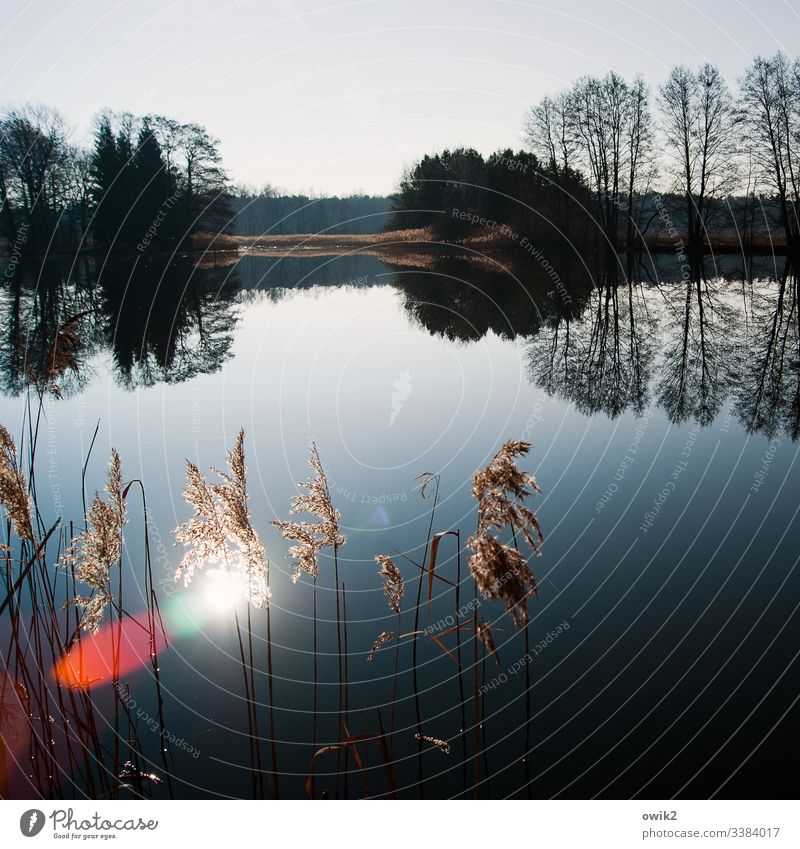 still air Lake Water Surface of water windless Nature out Cloudless sky Reeds Bushes Sun reflection Lens flare Light (Natural Phenomenon) Illuminate rays Island