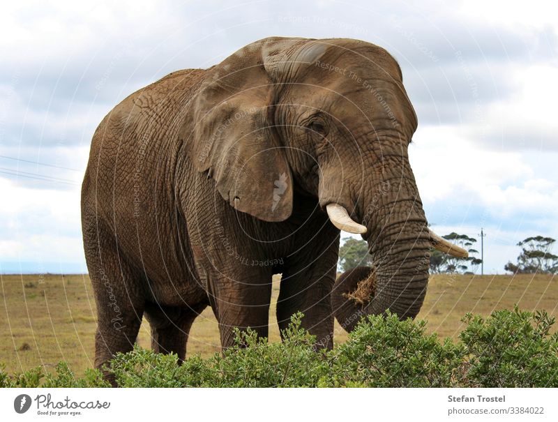 the wild animals of South Africa elephant large big travel wilderness trunk savannah tusk landscape natural reserve tourism background bush nature wildlife