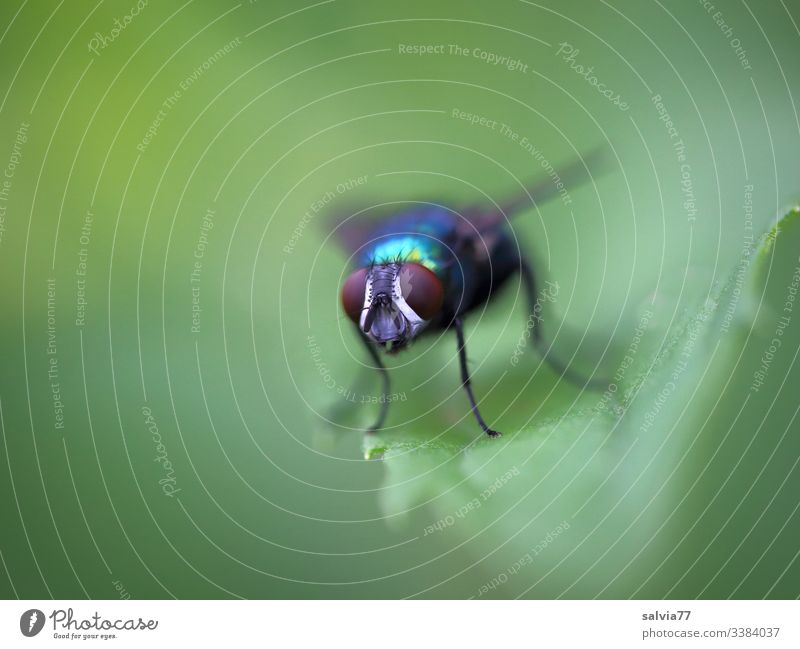 compound eye, fly sitting on green leaf Macro (Extreme close-up) Isolated Image Neutral Background Copy Space left Copy Space top Plant Nature Deserted