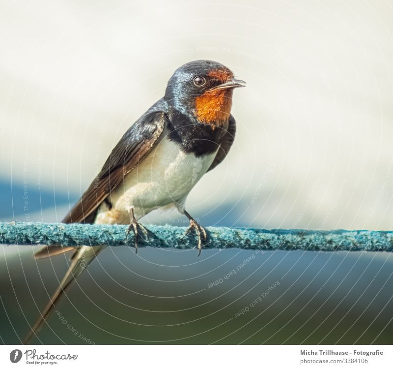 Barn Swallow Portrait Nature Animal Exterior shot Colour photo Bird Flying Animal face Grand piano Sunlight Day Light Central perspective Portrait photograph