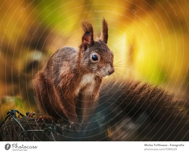 Squirrel in the evening light Looking into the camera Front view Animal portrait Portrait photograph Sunbeam Contrast Shadow Light Day Copy Space bottom