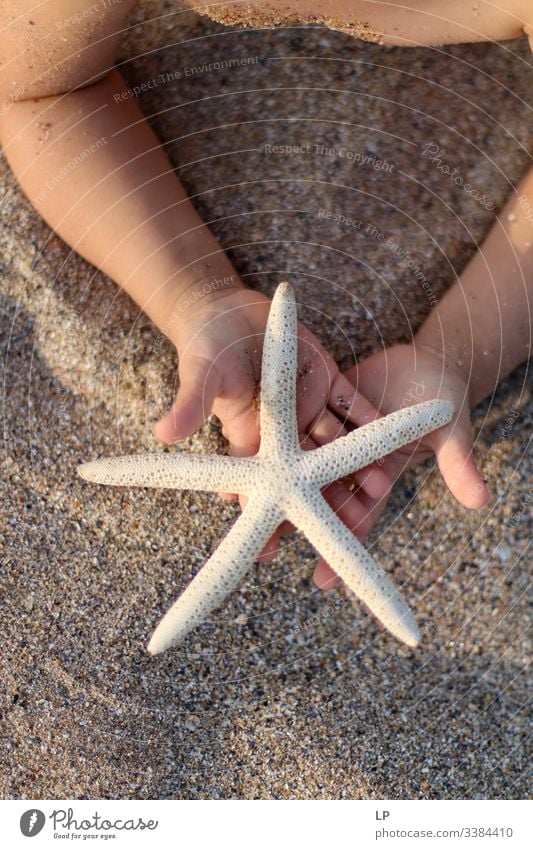 starfish in the hands of a child on the beach seaside Starfish Star (Symbol) Child Ocean Nature Sand Offer Gift Summer Vacation & Travel Relaxation marine