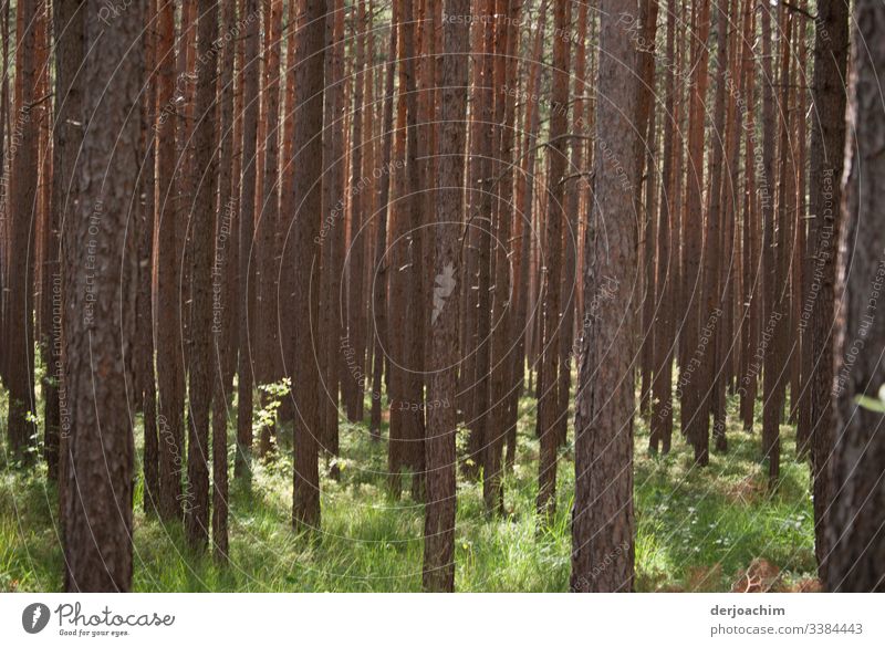 Trees and sunbeams. Without leaves. Only the trunks- Day Deserted Exterior shot Nature Colour photo Landscape Green naturally Environment Beautiful weather